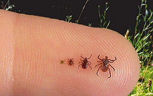 ticks