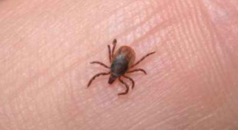 The Weather Channel’s new podcast interviews Lisa Najarian about tick season precautions